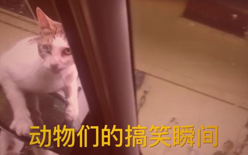 磁力狗自考教材文档磁力下载界面展示