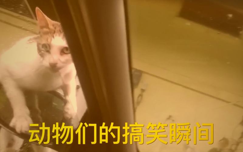 磁力狗今日新增纪录片资源详情页示例