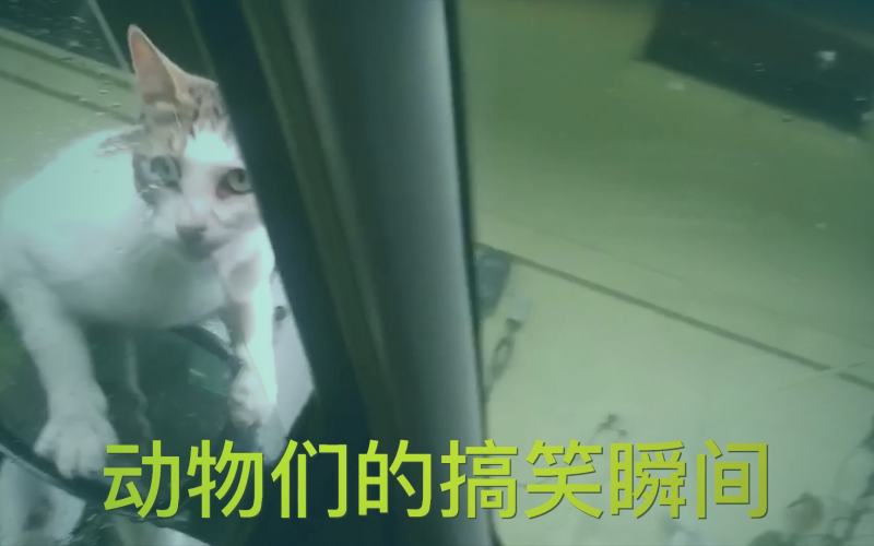 月度热门盘点中各类资源搜索词分布比例