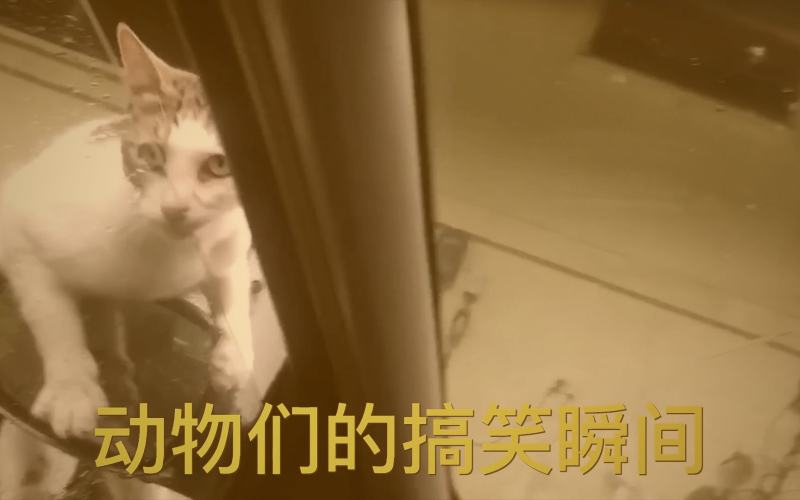 电脑屏幕上显示着多个PDF图标和外语标签的文件夹